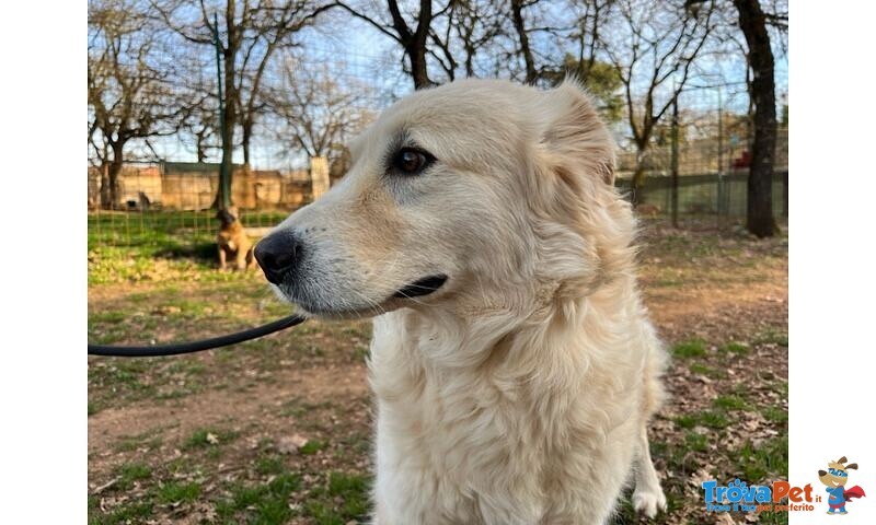 Vaniglia 5anni una Bella Timidina - Foto n. 2