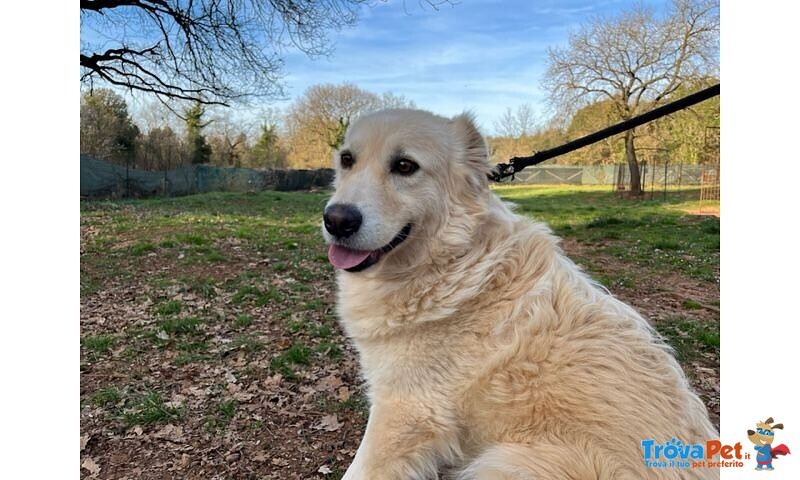 Vaniglia 5anni una Bella Timidina - Foto n. 3