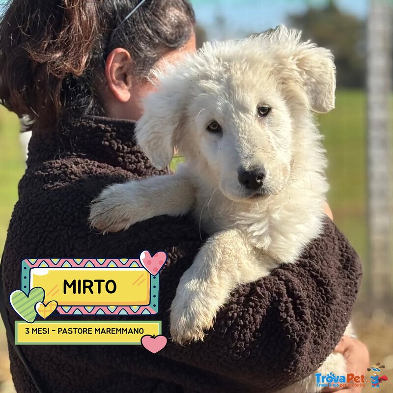 Mirto Cucciolo 3 mesi Pastore Maremmano Cerca casa - in Adozione - Foto n. 1