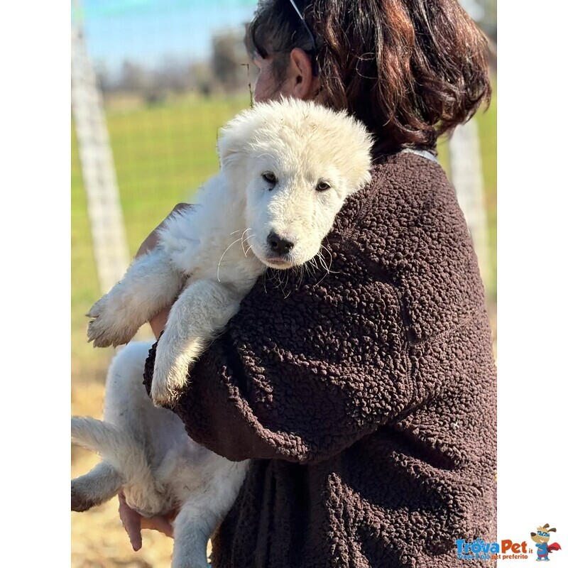 Mirto Cucciolo 3 mesi Pastore Maremmano Cerca casa - in Adozione - Foto n. 4