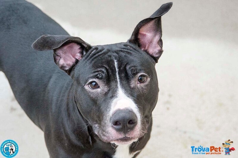 Ade, un nome come Tanti. una Storia che Merita un Finale Diverso. - Foto n. 1