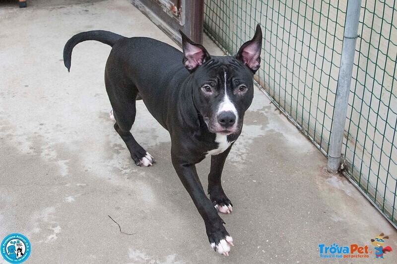 Ade, un nome come Tanti. una Storia che Merita un Finale Diverso. - Foto n. 2