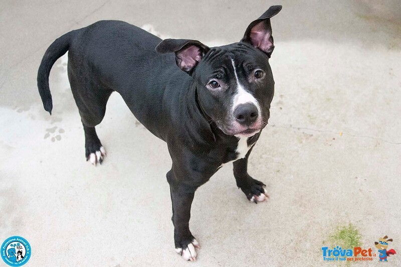 Ade, un nome come Tanti. una Storia che Merita un Finale Diverso. - Foto n. 3