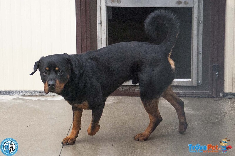 Ares, Forza e Fedeltà in Cerca di una Guida Vera - Foto n. 3