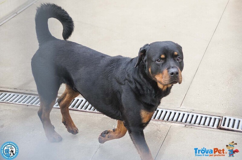 Ares, Forza e Fedeltà in Cerca di una Guida Vera - Foto n. 4