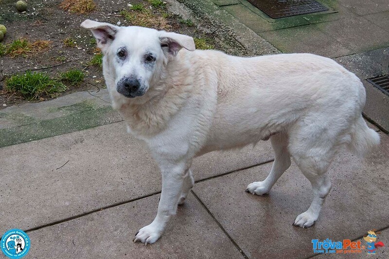 Olaf, Dieci anni di Casa. oggi solo un nome e Tanta Attesa. - Foto n. 3