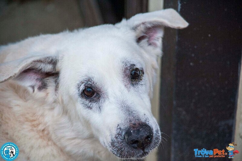Olaf, Dieci anni di Casa. oggi solo un nome e Tanta Attesa. - Foto n. 4