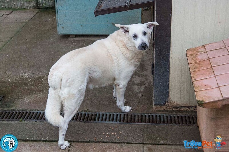 Olaf, Dieci anni di Casa. oggi solo un nome e Tanta Attesa. - Foto n. 5