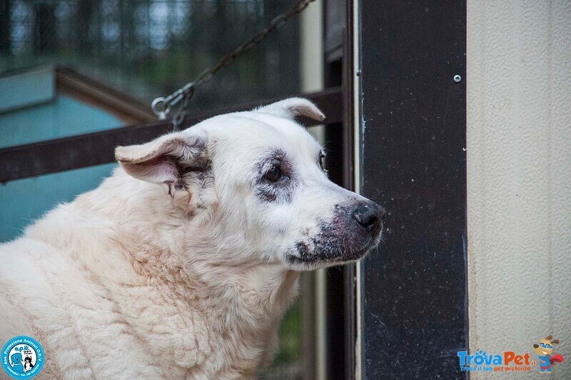 Olaf, Dieci anni di Casa. oggi solo un nome e Tanta Attesa. - Foto n. 6