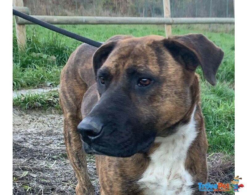 Morgana mix Molossa Affettuosa con le Persone! Adulta - Foto n. 2