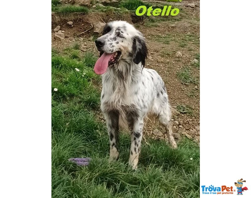 Otello 5anni Adora L'acqua e Giocare! Bravo - Foto n. 1