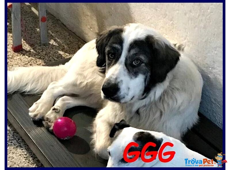 Ggg 5anni Dolcissimo Coccolone - Foto n. 3