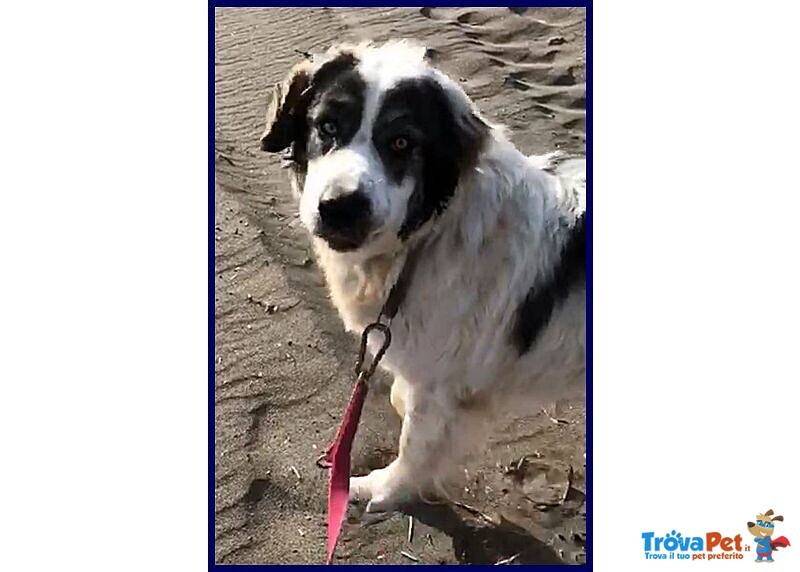 Ggg 5anni Dolcissimo Coccolone - Foto n. 4