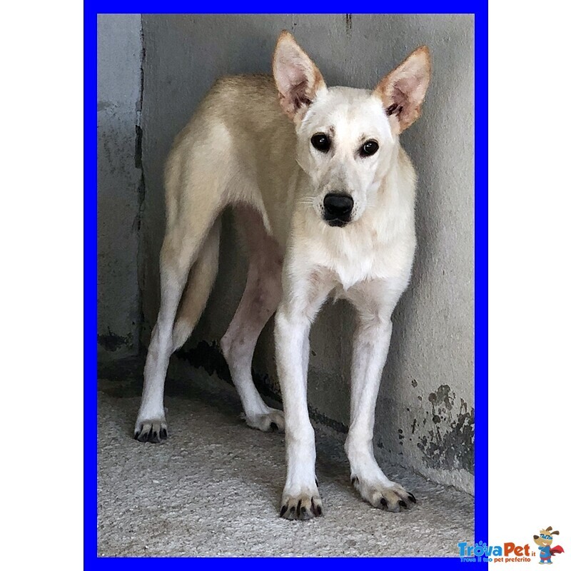 Janis 8anni Bella Dolce Timidina - Foto n. 1