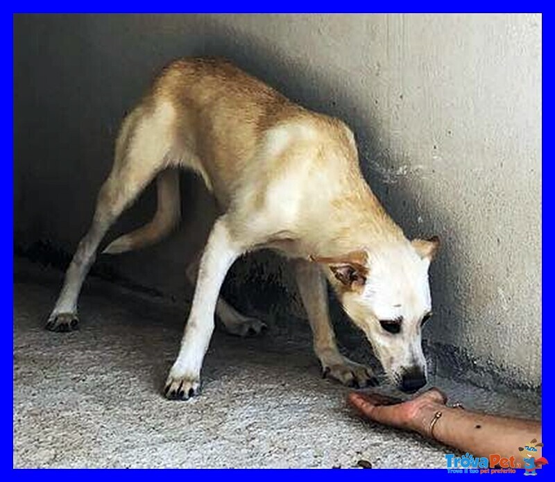 Janis 8anni Bella Dolce Timidina - Foto n. 3