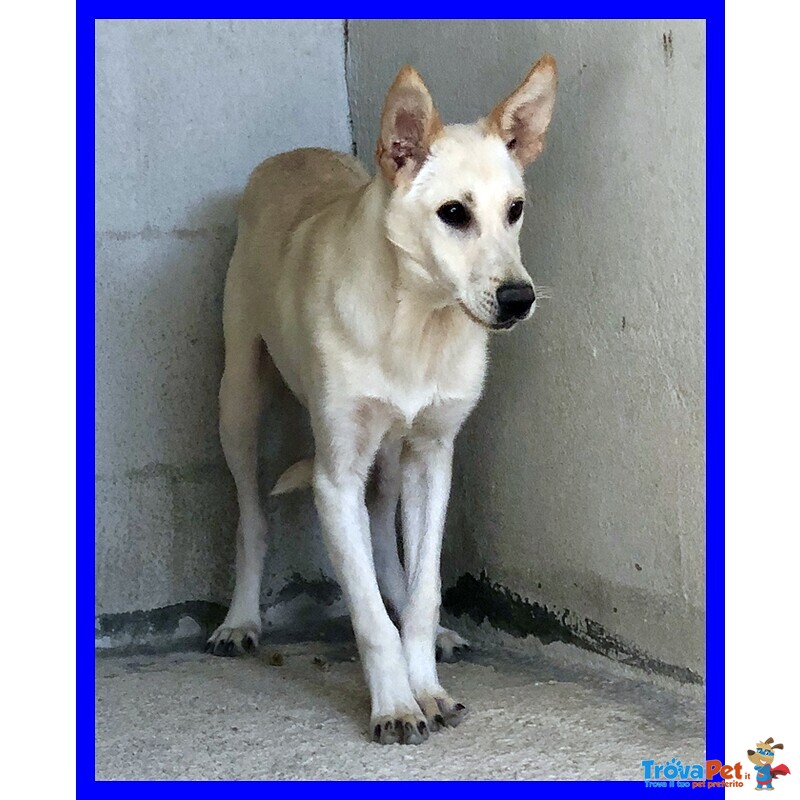 Janis 8anni Bella Dolce Timidina - Foto n. 4