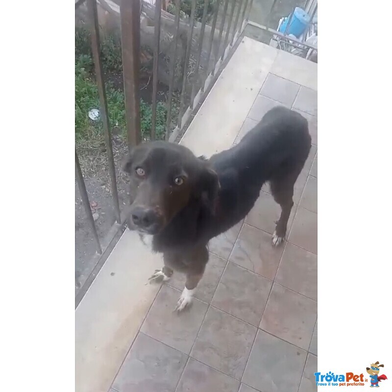 Cagnolina in Cerca di Adozione - Foto n. 1