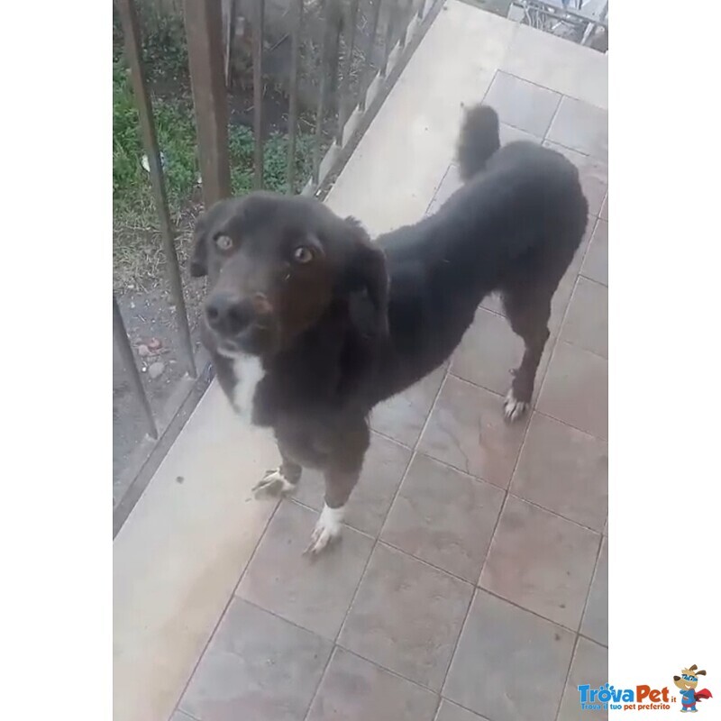 Cagnolina in Cerca di Adozione - Foto n. 2