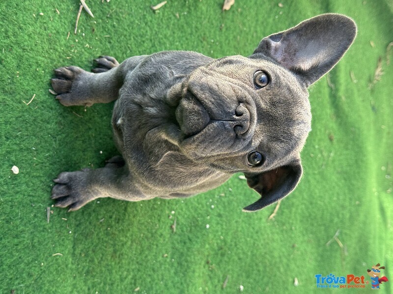 Cuccioli Bulldog Francese - Foto n. 2