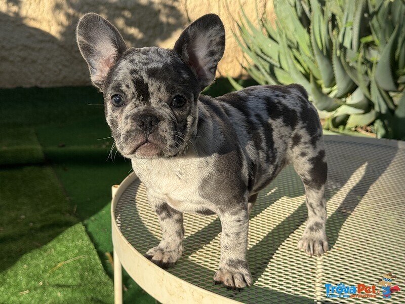 Cuccioli Bulldog Francese - Foto n. 1