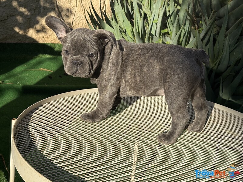 Cuccioli Bulldog Francese - Foto n. 3