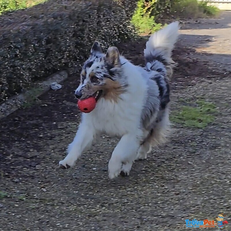 Boo Border Collie blu Merle Cerca casa - in Adozione - Foto n. 2