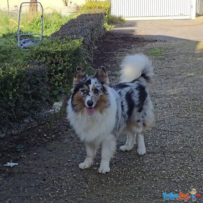 Boo Border Collie blu Merle Cerca casa - in Adozione - Foto n. 4