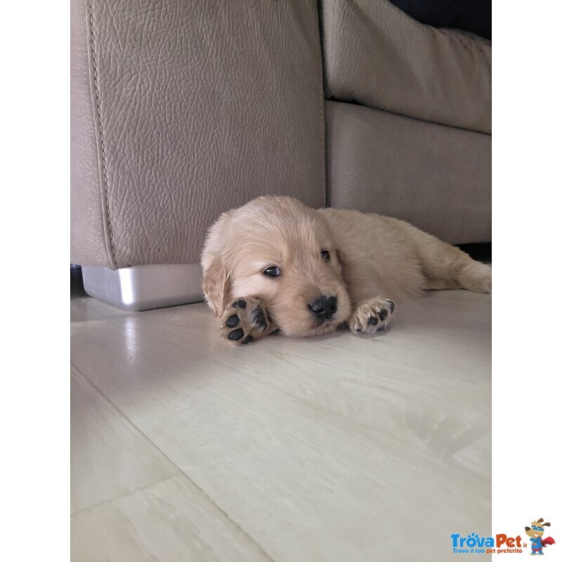 Golden Retriever Americani di un mese in Vendita a Pescara ( Pe) - Foto n. 4