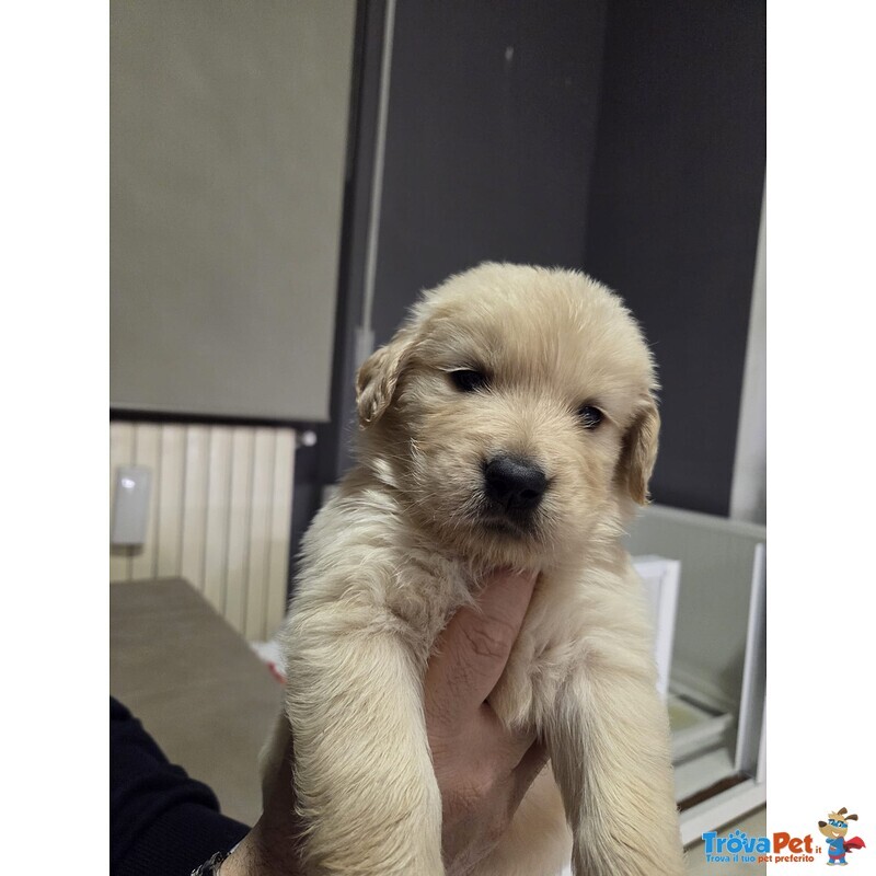 Golden Retriever Americani di un mese in Vendita a Pescara ( Pe) - Foto n. 5