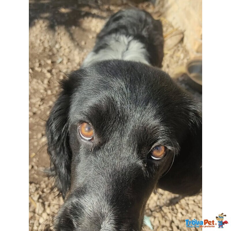 Alex 8 mesi Cerca casa - Adozione mix Breton Springer Spaniel - Foto n. 2