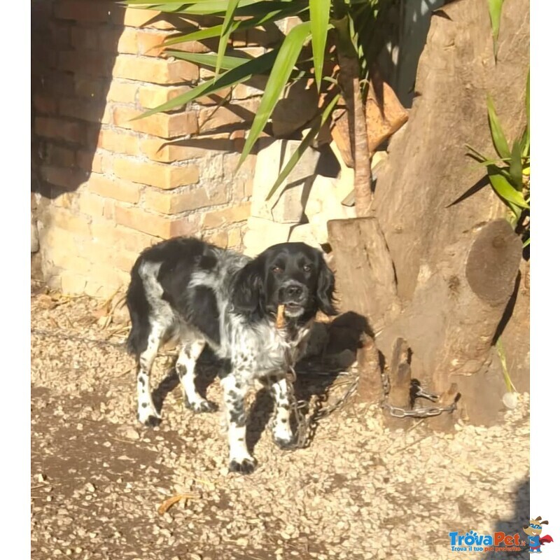 Alex 8 mesi Cerca casa - Adozione mix Breton Springer Spaniel - Foto n. 3