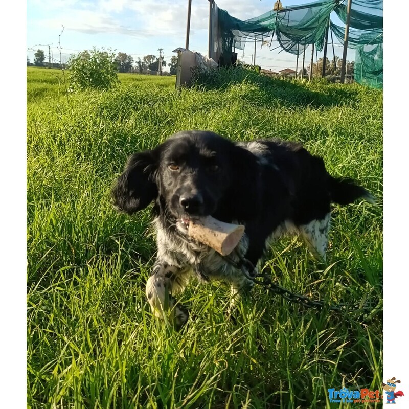Alex 8 mesi Cerca casa - Adozione mix Breton Springer Spaniel - Foto n. 4