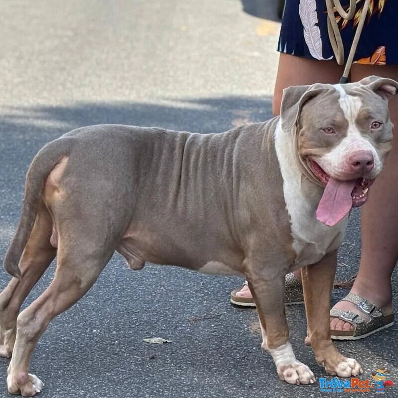 Kaos American Bully xl 3 anni Cerca Casa - Foto n. 3