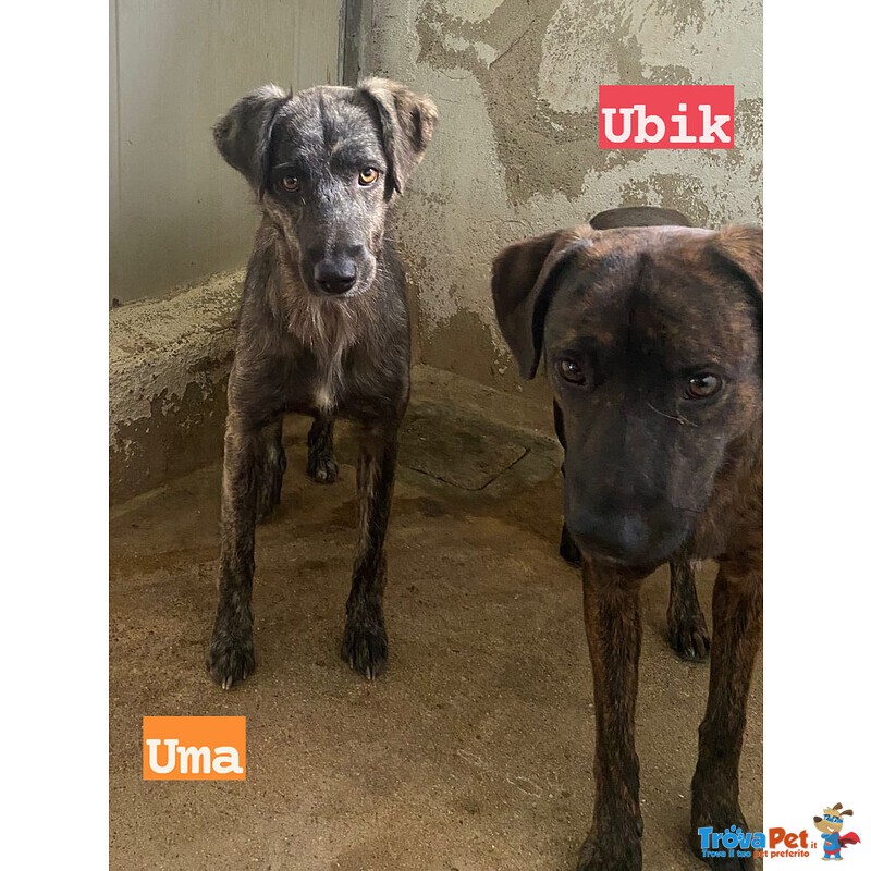 Uma e ubik Mamma e Figlio Tigratini Timorosi - Foto n. 5