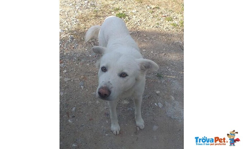 Biagio Bravo - in Canile Senza Colpa! - Foto n. 1