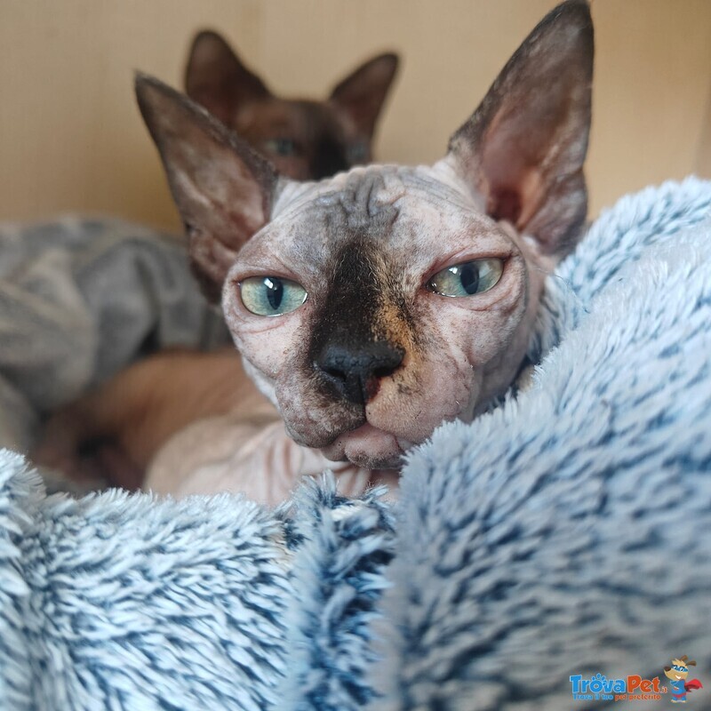 Canadian Sphynx Cuccioli Pedigree - Prenotazioni - Foto n. 1