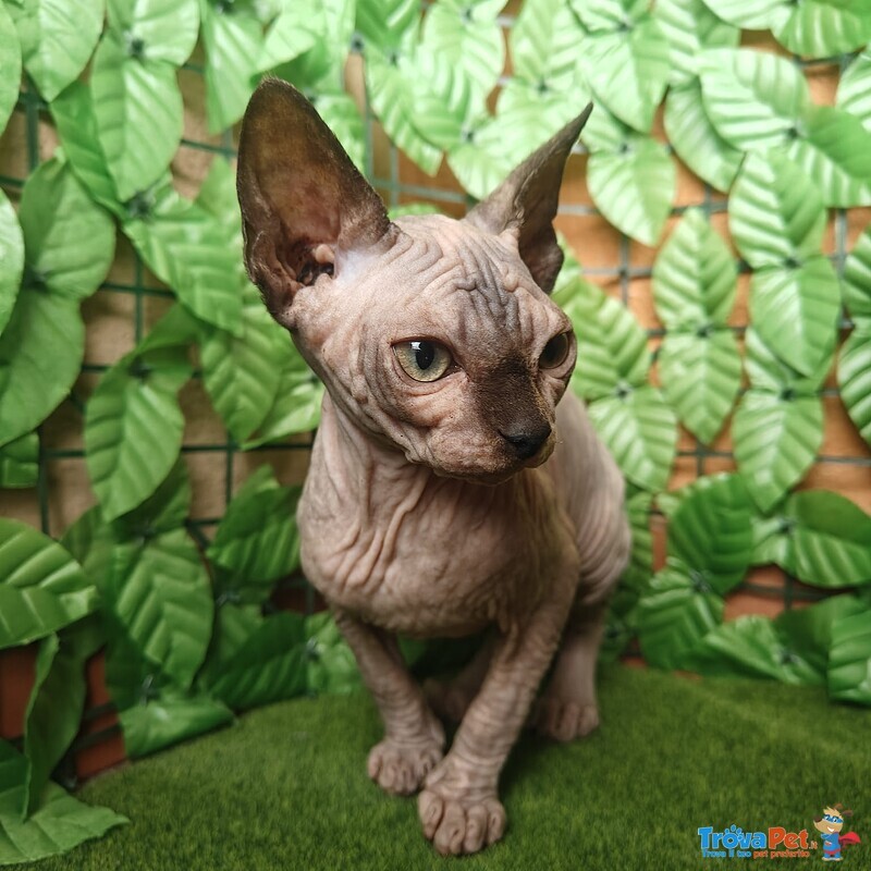 Canadian Sphynx Cuccioli Pedigree - Prenotazioni - Foto n. 2