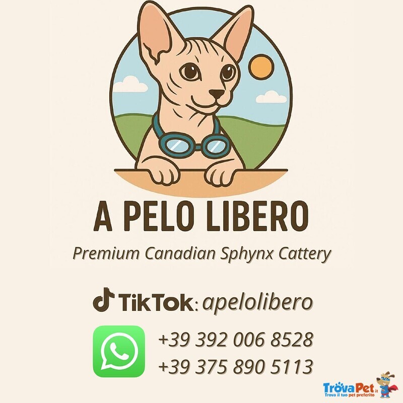 Canadian Sphynx Cuccioli Pedigree - Prenotazioni - Foto n. 5