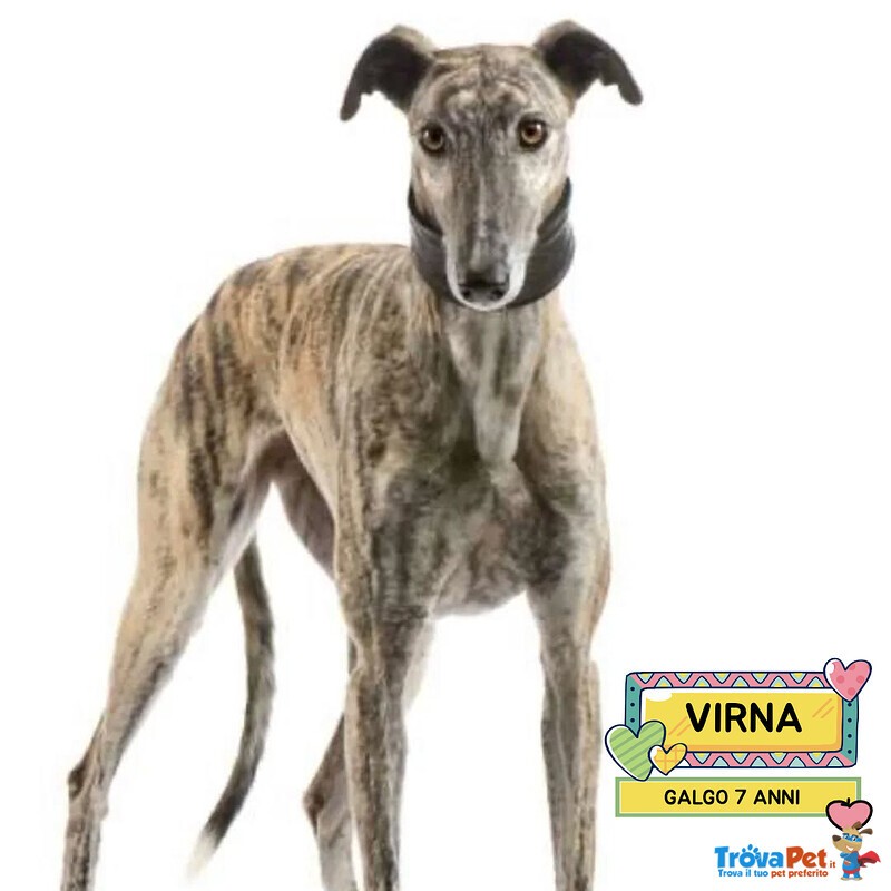 Virna - Stupenda Galgo Spagnolo Femmina 7 anni Cerca casa - in Adozione - Foto n. 1