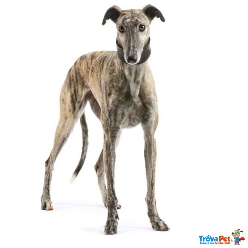 Virna - Stupenda Galgo Spagnolo Femmina 7 anni Cerca casa - in Adozione - Foto n. 2