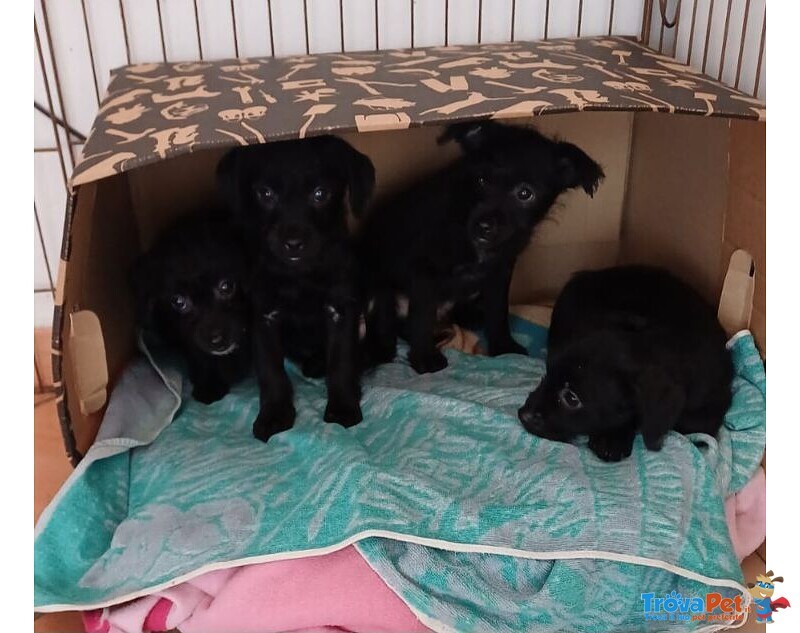 Mini Cucciolata nata a Dicembre - Foto n. 1