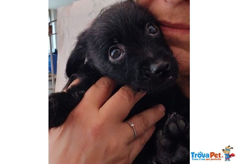 Mini Cucciolata nata a Dicembre - Foto n. 2