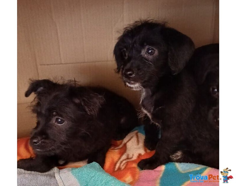 Mini Cucciolata nata a Dicembre - Foto n. 4