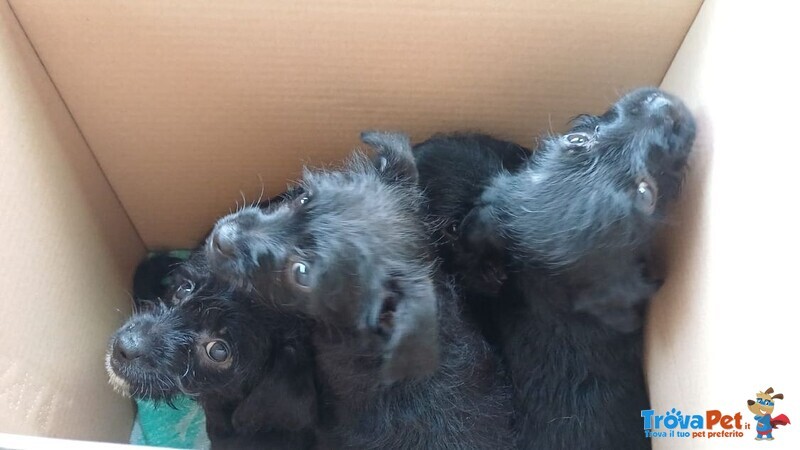 Mini Cucciolata nata a Dicembre - Foto n. 5