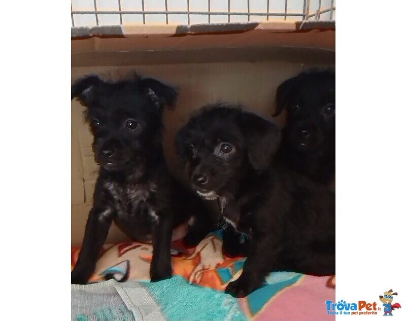 Mini Cucciolata nata a Dicembre - Foto n. 6