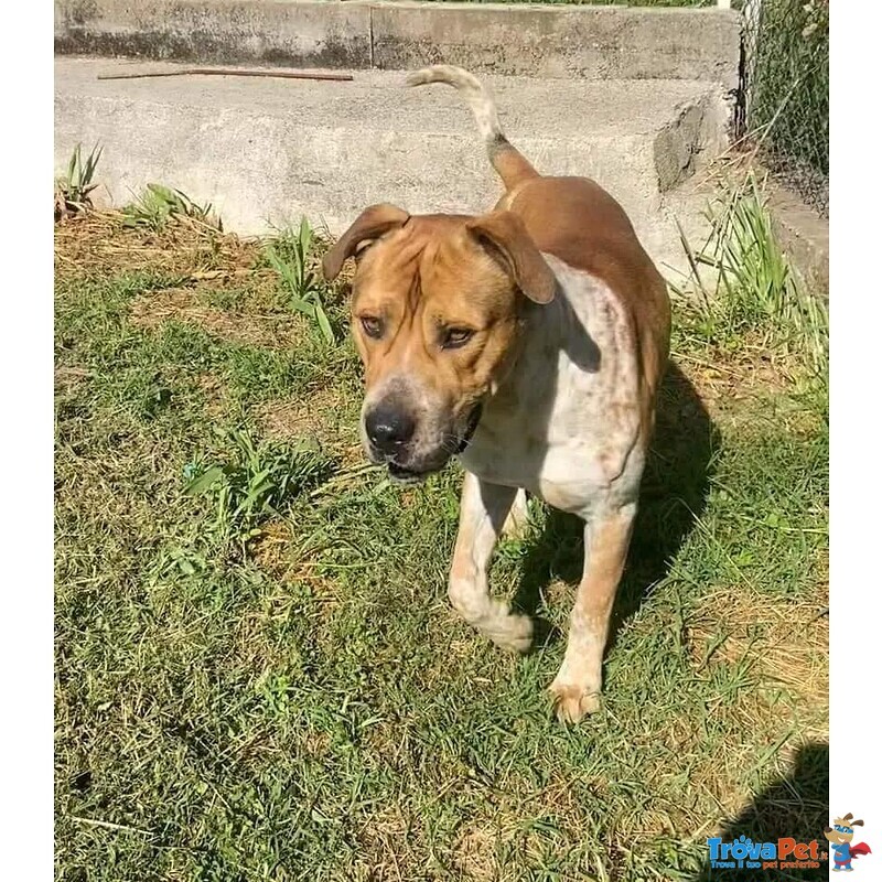 Casper Giovane, Bravo,equilibrato - Foto n. 3