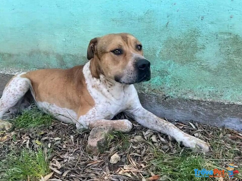 Casper Giovane, Bravo,equilibrato - Foto n. 5