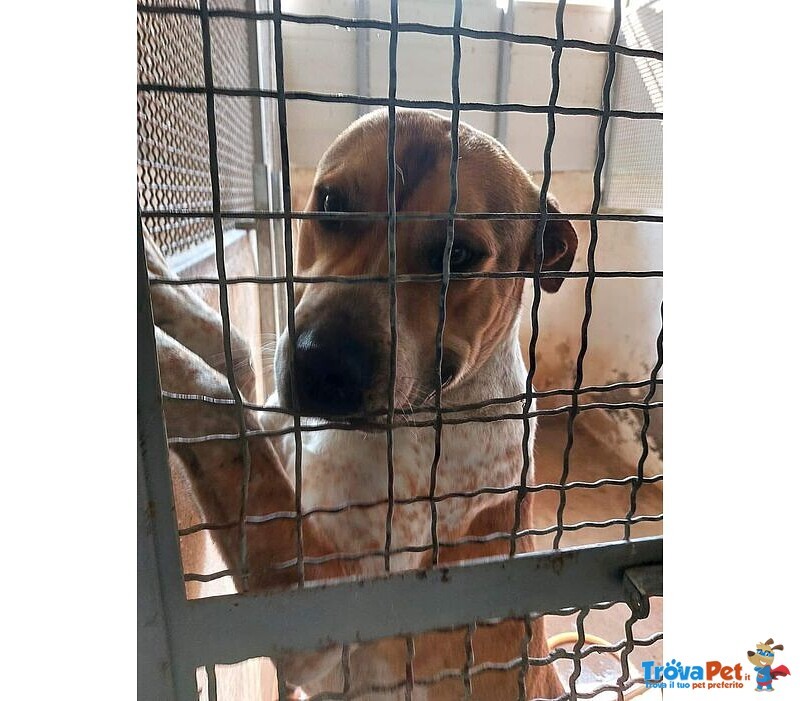 Casper Giovane, Bravo,equilibrato - Foto n. 6