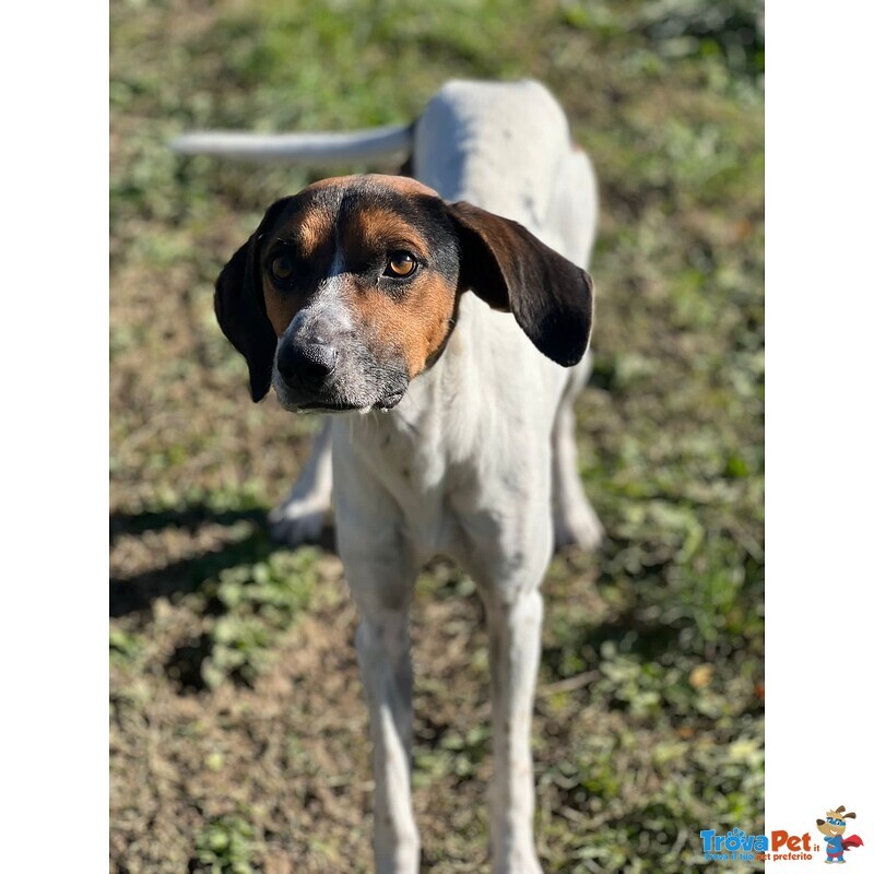 Twist Accalappiato!vagava in Cerca di Cibo - Foto n. 1