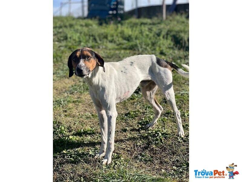 Twist Accalappiato!vagava in Cerca di Cibo - Foto n. 5